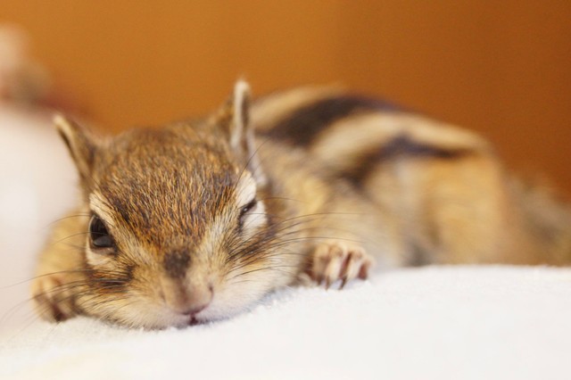 ウインク？（トッドくん）