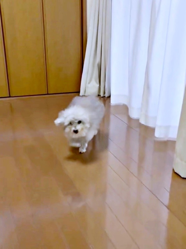 飼い主さんが声をかけるとーーうれしそうに駆け寄るココちゃん（画像提供：ハルくん）