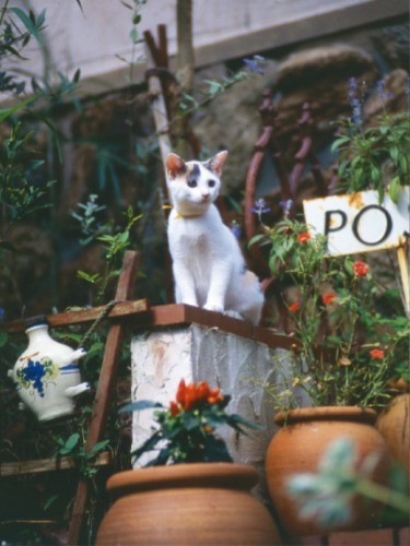 ログハウス時代。農場に移り犬を怖がるようになってからは室内生活が定着した（写真提供・村山由佳）
