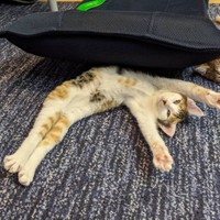 くるみちゃん、エクササイズ中