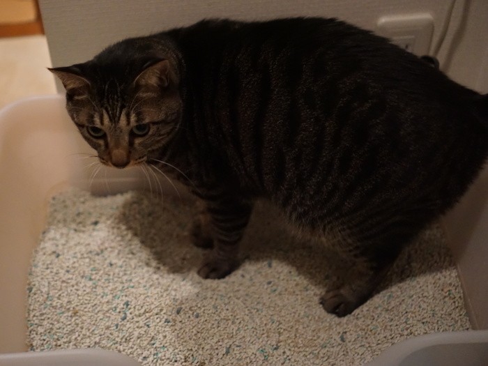 「ぼくは今日もこの砂でキメる」