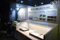 コガタノゲンゴロウを紹介している水族トピック展示（滋賀県草津市下物町・琵琶湖博物館）