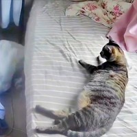 ベッドの下に落ちてしまったクーちゃん（左奥）、驚いて起き上がるサンちゃん（手前）（画像提供：いえもりさん）