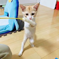 小さいけれど元気いっぱい！ 楽しそうに遊ぶ茶々くん（画像提供：茶々のちニャンキー時々ガブ男（猫垢）さん）