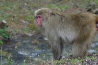 首都圏で目撃情報が相次いだサルは「離れザル」か。同一のサルの可能性もあるという（イメージ写真）