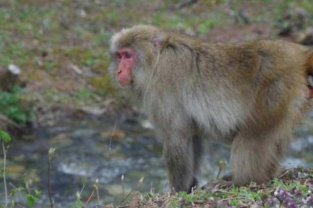 首都圏で目撃情報が相次いだサルは「離れザル」か。同一のサルの可能性もあるという（イメージ写真）