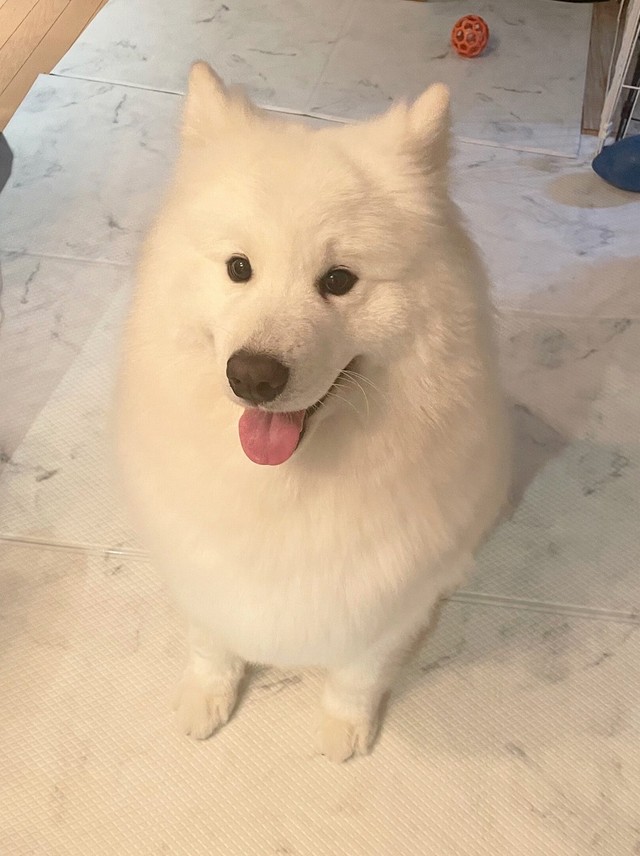 サロンでふわふわにしあげてもらったソランくん（画像提供／サモエドのソラン soran the samoyedさん）