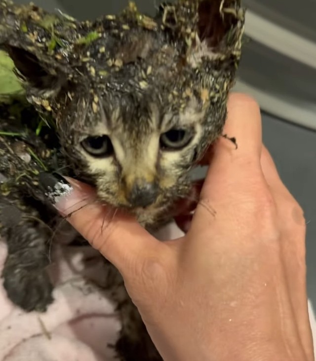 体中に砂や草、ゴミが付いた状態で、おびえて震えていた（「あかつきニャンコ」さん、Instagramよりキャプチャ撮影）