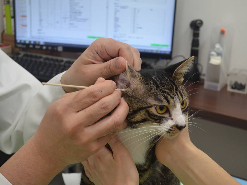 歯磨き以外にも、耳掃除の方法をレクチャー