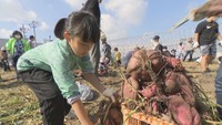 サツマイモ掘りを体験　香川