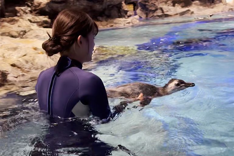 ペンギンの赤ちゃん】すみだ水族館で2羽の7月上旬プールデビューが決定