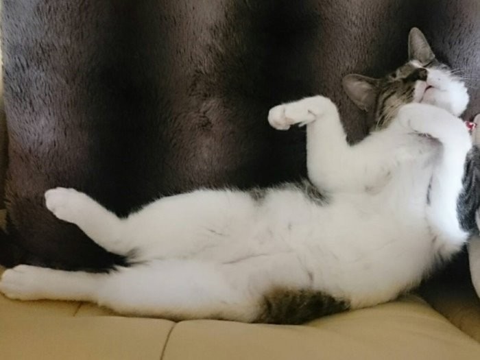 すっかりくつろいで面白い仕草を見せるごん太