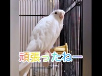 「頑張ったねー」とママに声をかけるプリちゃん（画像提供：ふくぴぃさん）