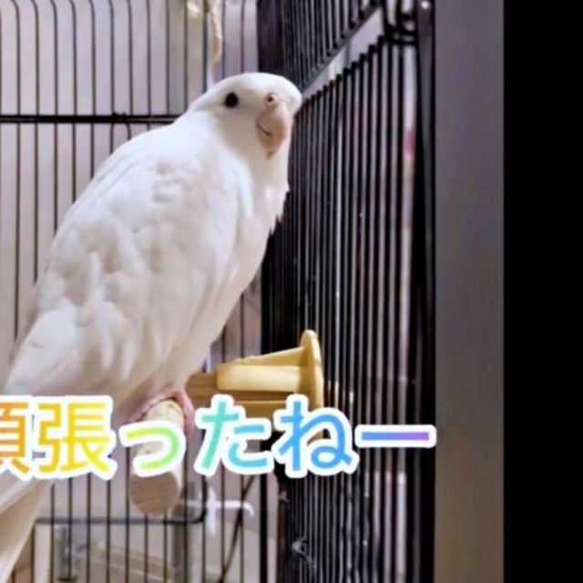 「頑張ったねー」とママに声をかけるプリちゃん（画像提供：ふくぴぃさん）