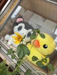 平野綾のX@Hysteric_Barbieより