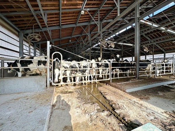 カラスが現れた牛舎の様子（画像提供：もみのきさん）