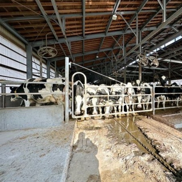 カラスが現れた牛舎の様子（画像提供：もみのきさん）