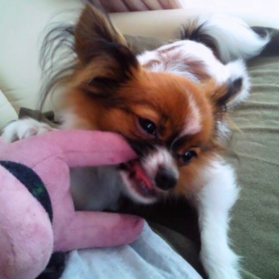 家にきたころの「ルイ」