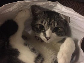 スリムだった実家の猫が太った！　父のかわいがり方に原因?