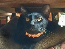 スーパー駐車場で駆除されかけた子猫　保護されて、幸せに