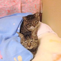 ちょっと諦めの表情が入ったジョバンニくん（下）とその姿を見つめるキャンディーちゃん（上）