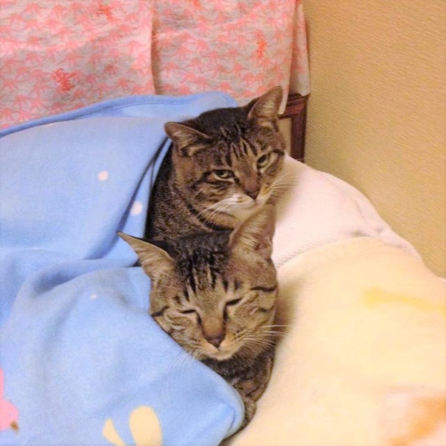 ちょっと諦めの表情が入ったジョバンニくん（下）とその姿を見つめるキャンディーちゃん（上）