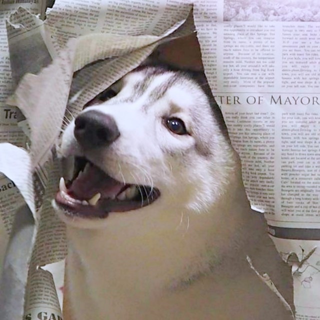 のれんをくぐってるよう！ チラッと顔をのぞかせて笑みを浮かべる福丸くん（画像提供：ふくまる＋ぶな＝さん）