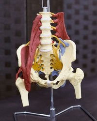 腰椎と大腿骨を結ぶ腸腰筋