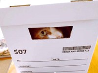 箱からのぞき見るフランくん（画像提供：ふうさんちさん）