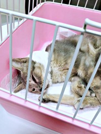 懸命なケアを受けた翠ちゃん（画像提供：@rhdrw.anさん）