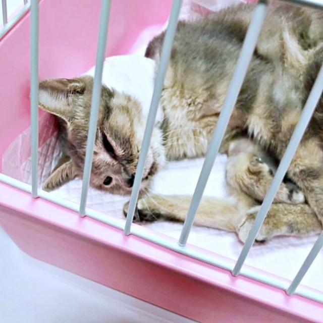 懸命なケアを受けた翠ちゃん（画像提供：@rhdrw.anさん）