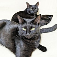 カメラを見つめる同居猫のクロちゃん。その後ろにはごまちゃんも（画像提供：ぺぺ太さん）