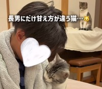 長男くんにだけ甘え方が違う猫さん（ろくはなさん提供、Instagramよりキャプチャ撮影）