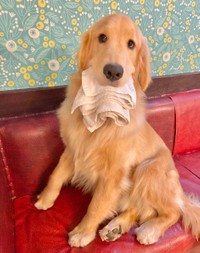 ふきんがないと思ったら・・・＝大型犬カフェGRAND MOU《ぐらんむー》さん（GrandMou_）提供