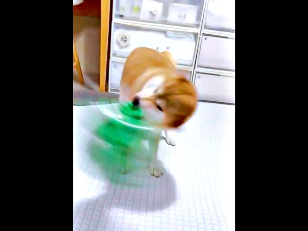 褒めたのも束の間、スイカボールを破壊したちびこちゃん（画像提供：柴犬ちびこさん）