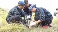稲を刈り取っていく香川大学の学生