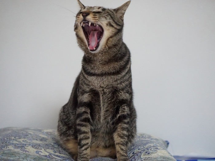 オレの天下だ～