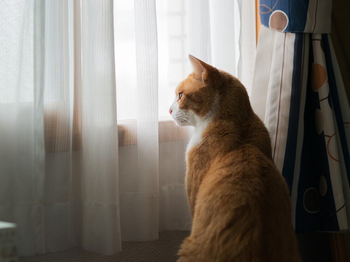 「今日は天気がいいけど霧が出ているみたいだ」（小林写函撮影）