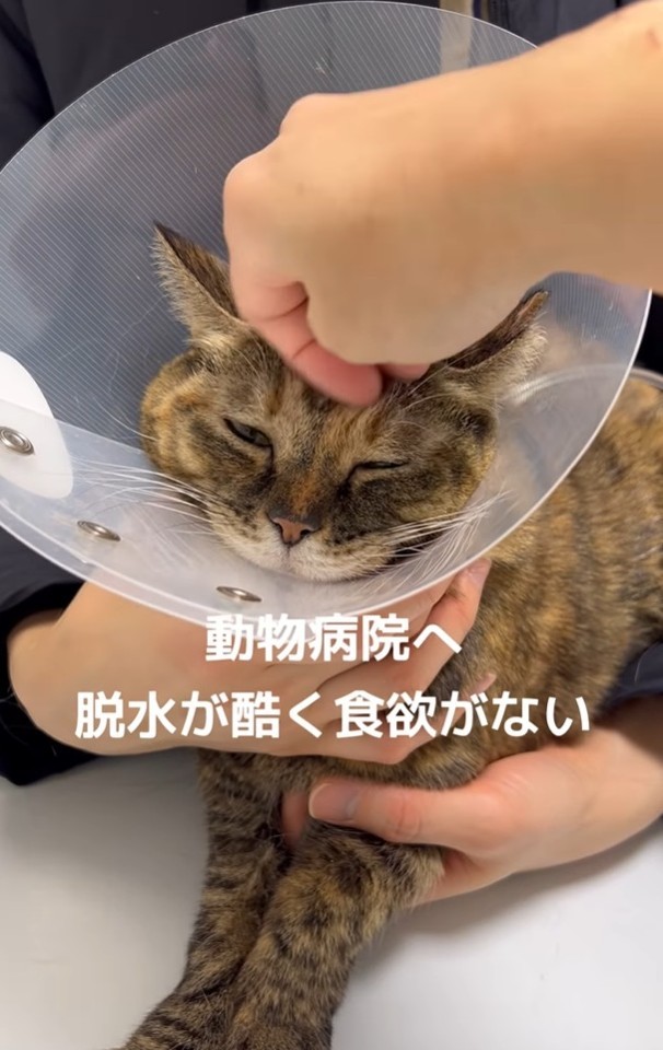 保護直後、脱水がひどく、食欲がなかった（「ねこから目線。」さん提供、Instagramよりキャプチャ撮影）