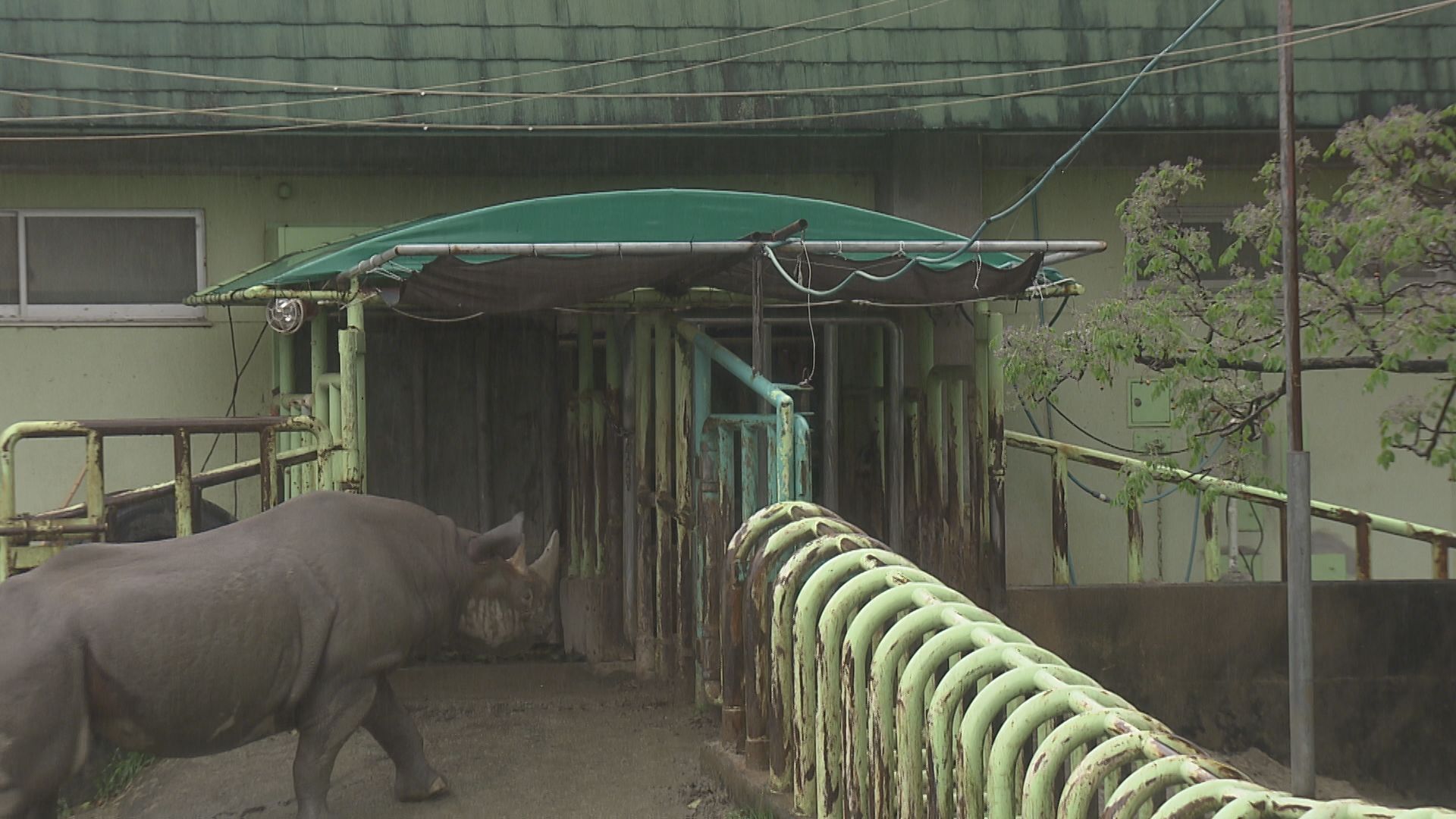サイに突き上げられ…飼育員が頭を骨折する重傷 熊本市動植物園 | KAB