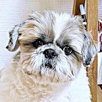 犬が「これ持ってく！」と譲らない 小学生男児みたいな“散歩のお供”に