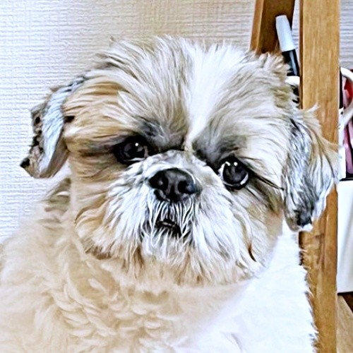「散歩に持って行く！」 たぬきちくんが持ってきたものとはーー（画像提供：大きいシーズーたぬきちさん）