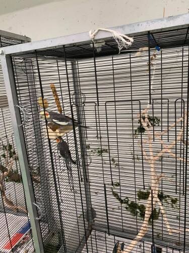 湖畔の街だからか、保護された鳥たちもたくさんいました。ケアして自然に戻すそう