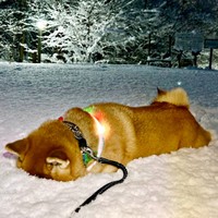 雪の中に顔をズボッ！ クールダウンするハクくん（画像提供：HAKU_shiba2020さん）