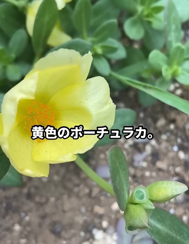 黄色の花を咲かせたポーチュラカ／はこさん（@hakogarden）提供