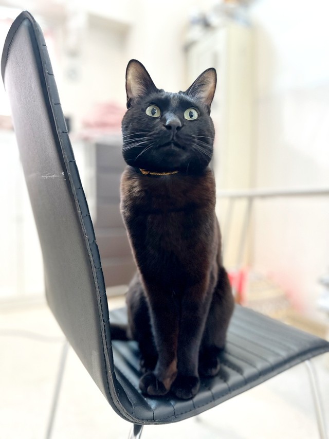 4歳になった今も甘えん坊でやんちゃなトニーくん（画像提供：黒猫トニーさん）