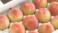 夏の味覚「桃」の出来栄え競う審査会　白鳳や浅間白桃など25箱が出品　岡山・新見市