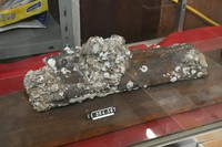 ナウマンゾウの牙の化石。何万年も前の物であるため貝殻などさまざまなものが付着しており、歴史を感じる