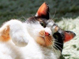 長寿猫を撮り続けるカメラマン　「高齢な猫にはすごみがある」