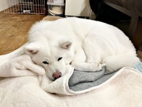 まったりタイム！ のんびりすごすまゆちゃん（画像提供：秋田犬まゆさん）